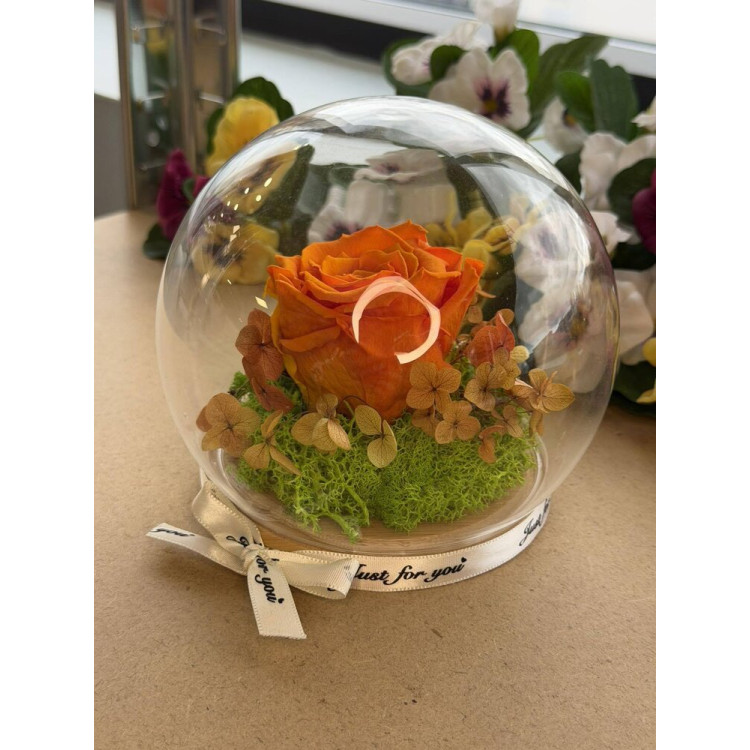 Естествена вечна роза J13