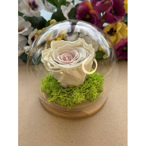 Естествена вечна роза J19