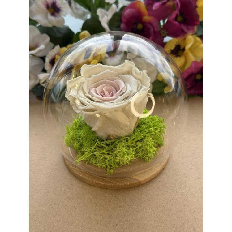 Естествена вечна роза J19