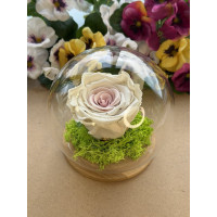 Естествена вечна роза J19