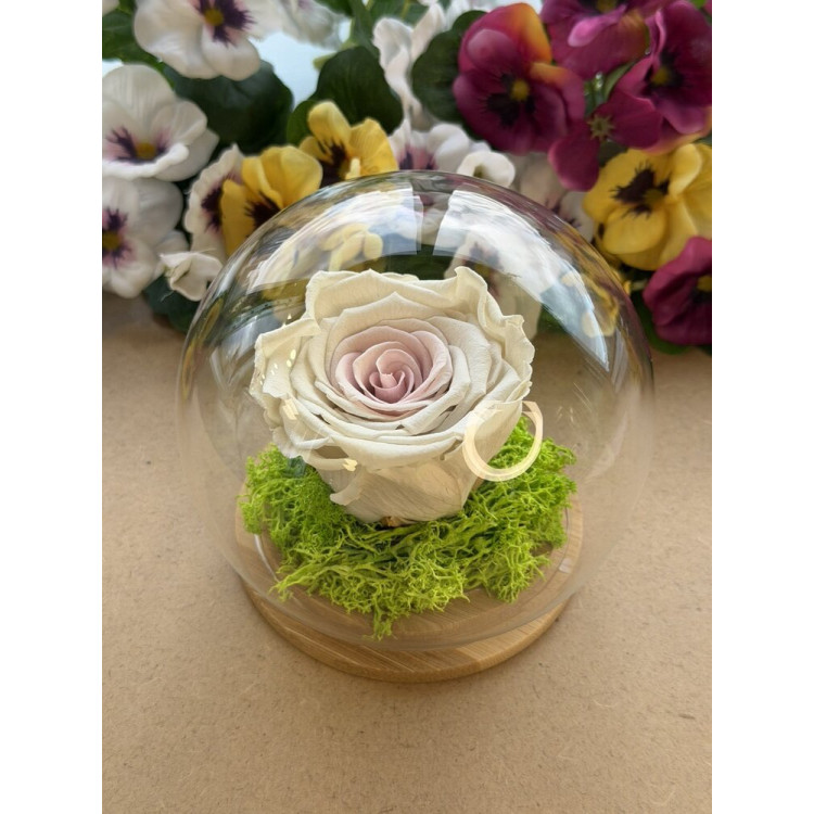 Естествена вечна роза J19