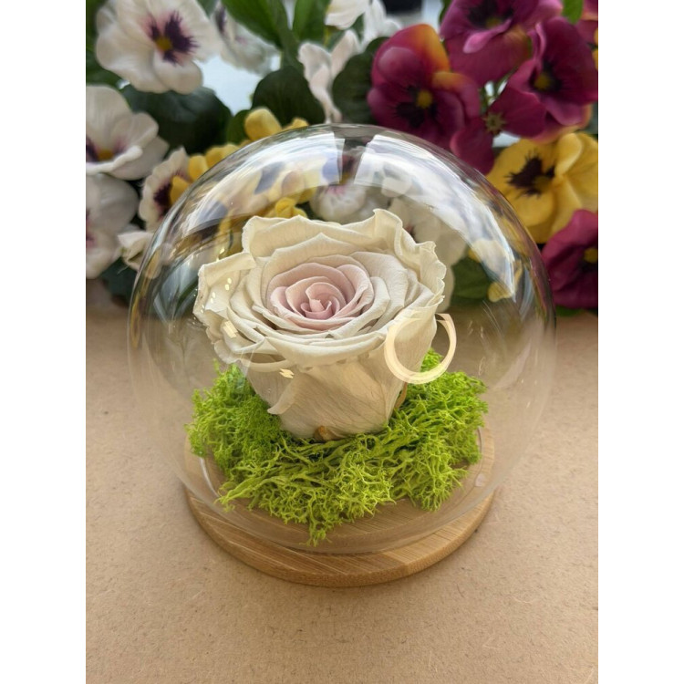 Естествена вечна роза J19