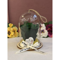 Естествена вечна роза в PVC купол Gre 02