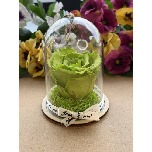 Естествена вечна роза в PVC купол Gre 07