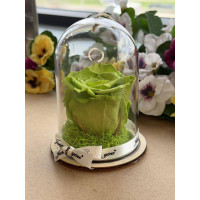 Естествена вечна роза в PVC купол Gre 07