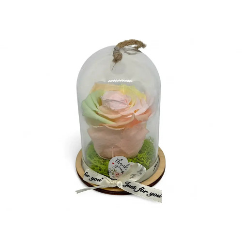 Естествена вечна роза в PVC купол Rainbow Pin 99