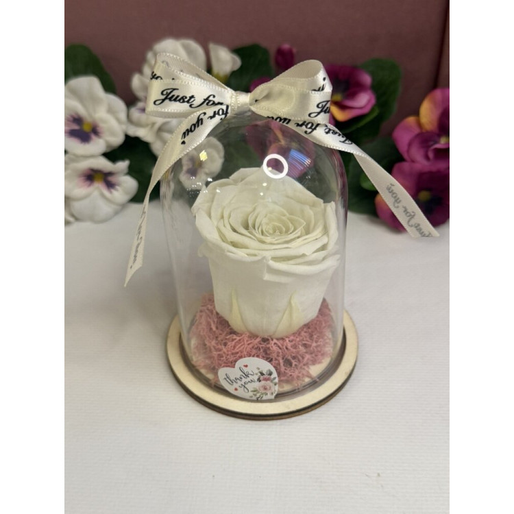 Естествена вечна роза в PVC купол W10