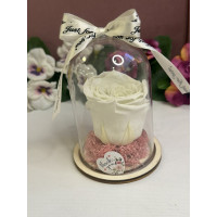 Естествена вечна роза в PVC купол W10