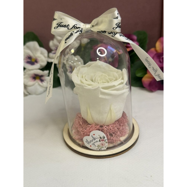 Естествена вечна роза в PVC купол W10