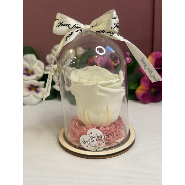 Естествена вечна роза в PVC купол W10