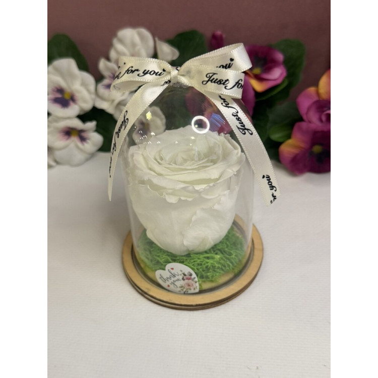 Естествена вечна роза в PVC купол W11