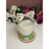 Естествена вечна роза в PVC купол W11