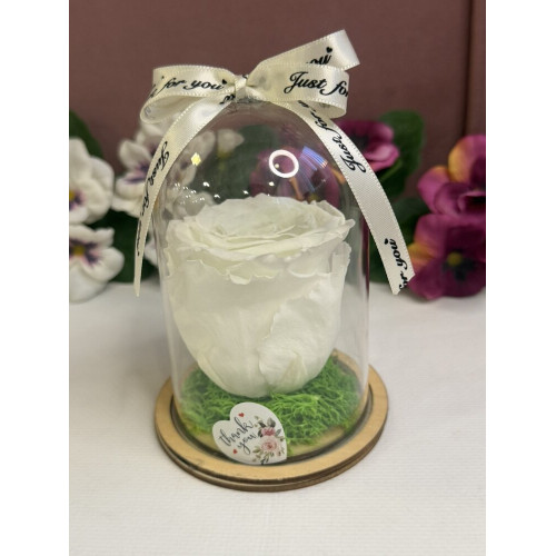 Естествена вечна роза в PVC купол W11