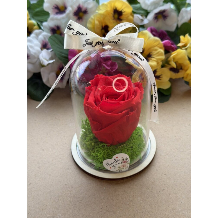Естествена вечна роза в PVC купол W12