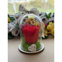 Естествена вечна роза в PVC купол W12