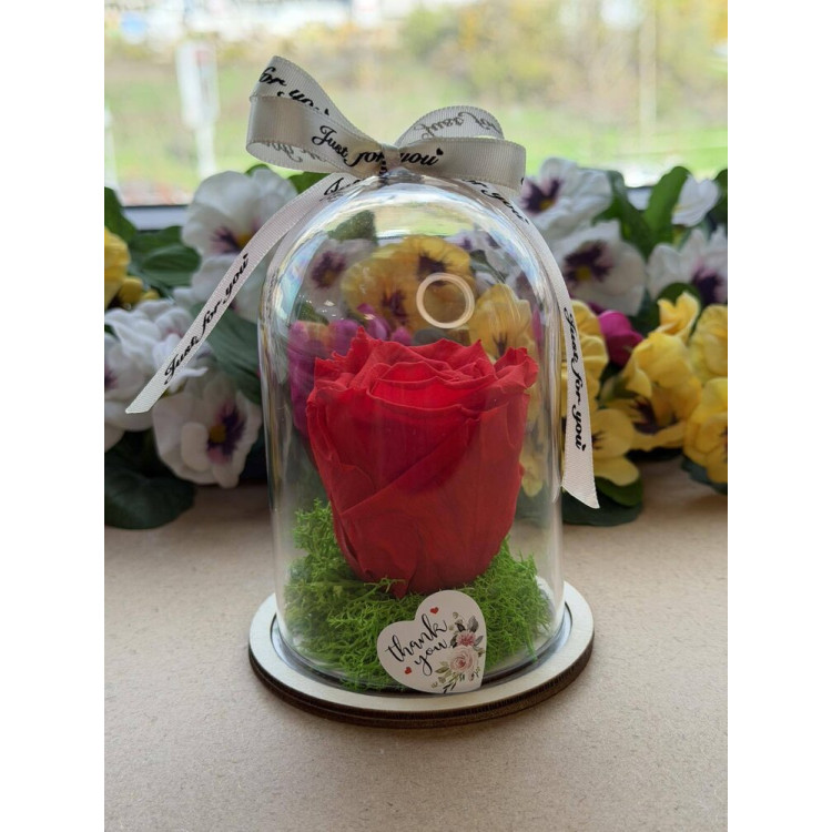 Естествена вечна роза в PVC купол W12