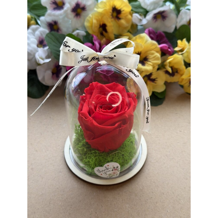 Естествена вечна роза в PVC купол W12