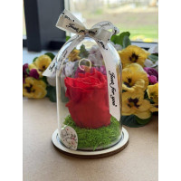 Естествена вечна роза в PVC купол W12