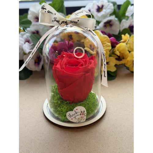 Естествена вечна роза в PVC купол W12