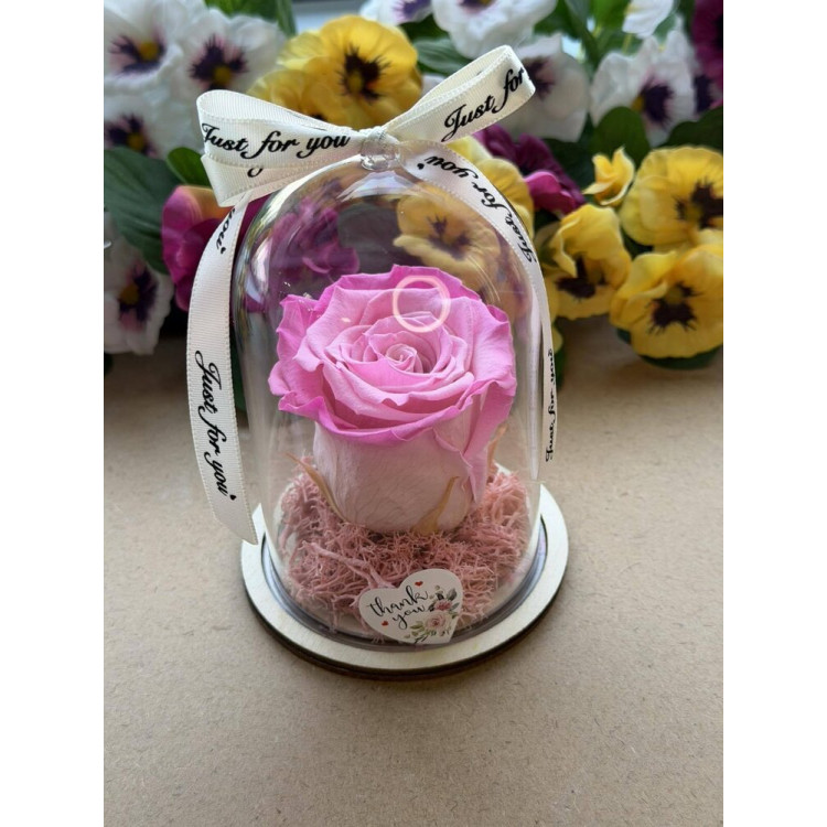 Естествена вечна роза в PVC купол W13