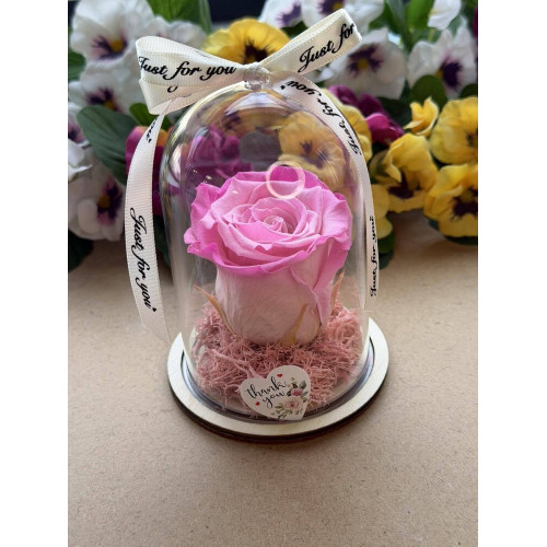 Естествена вечна роза в PVC купол W13