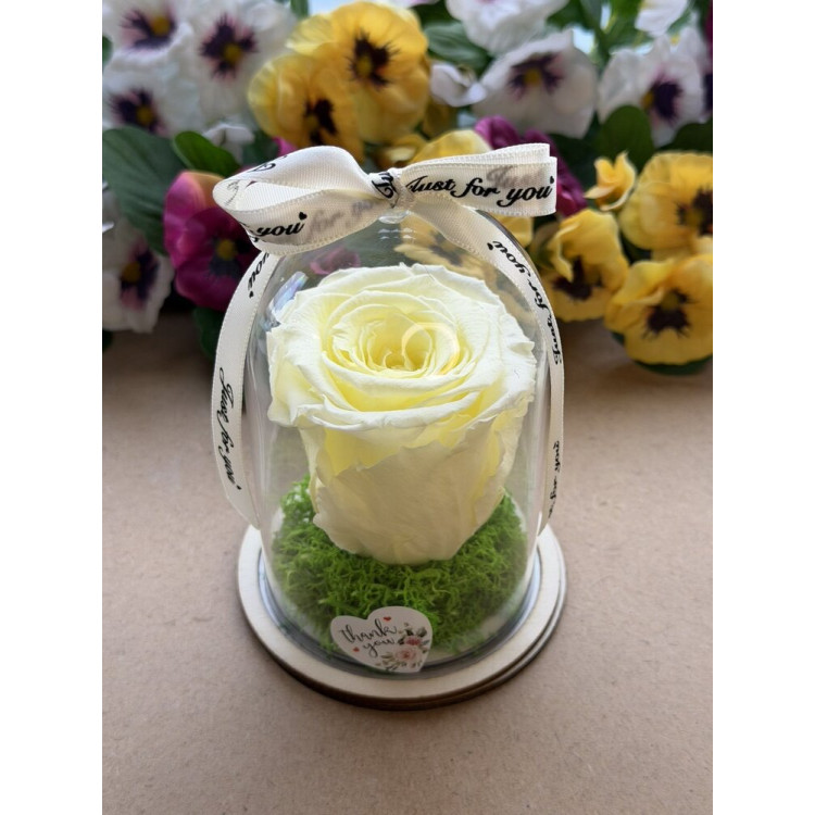 Естествена вечна роза в PVC купол W16