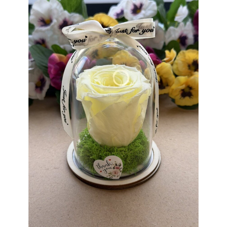 Естествена вечна роза в PVC купол W16