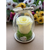 Естествена вечна роза в PVC купол W16