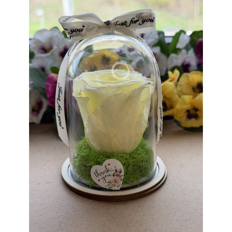 Естествена вечна роза в PVC купол W16