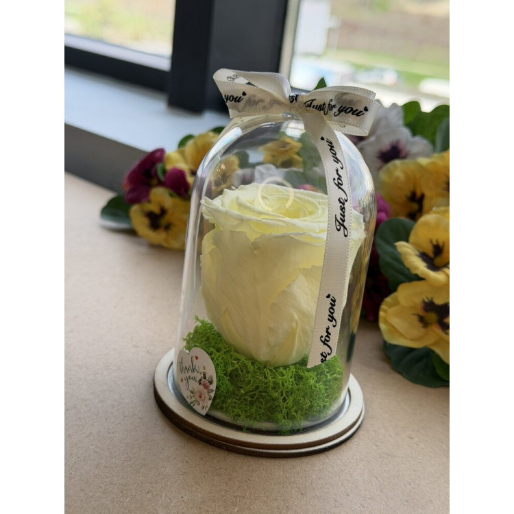 Естествена вечна роза в PVC купол W16