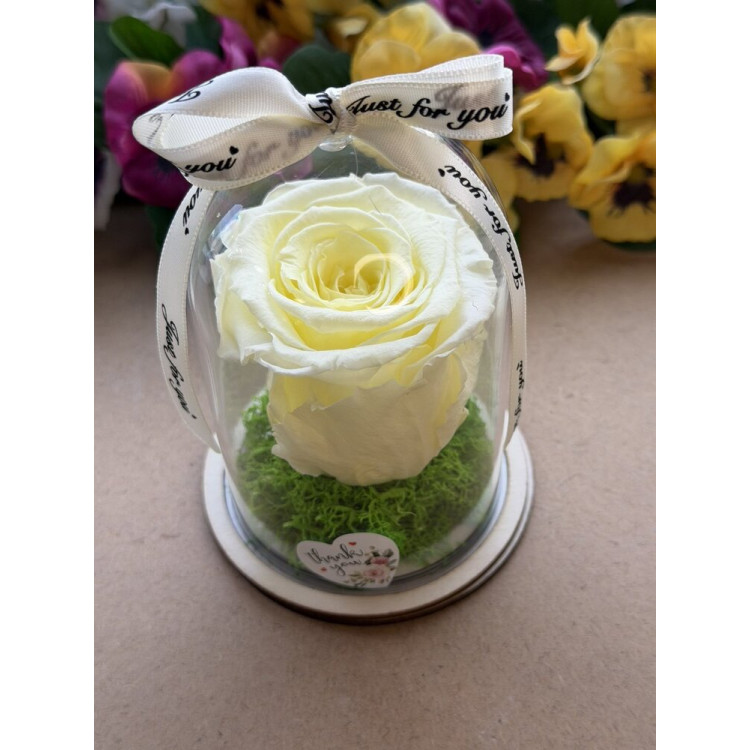 Естествена вечна роза в PVC купол W16