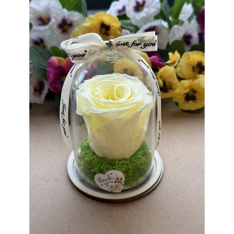 Естествена вечна роза в PVC купол W16