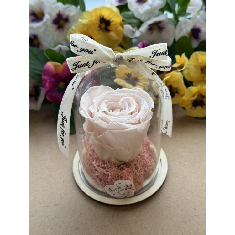 Естествена вечна роза в PVC купол W17