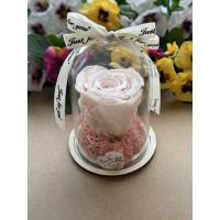 Естествена вечна роза в PVC купол W17