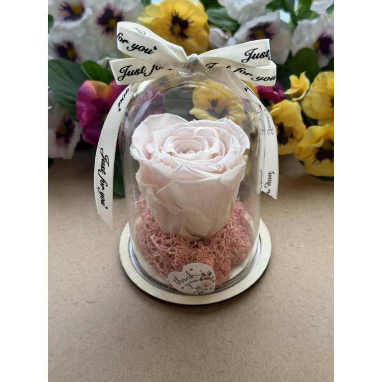 Естествена вечна роза в PVC купол W17