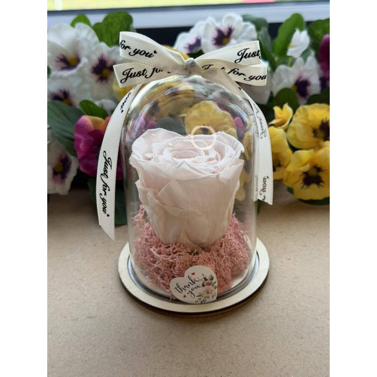 Естествена вечна роза в PVC купол W17