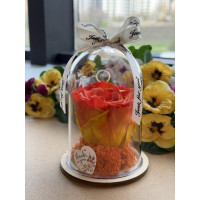 Естествена вечна роза в PVC купол W18