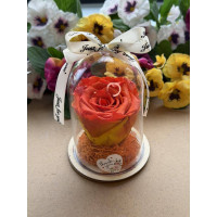 Естествена вечна роза в PVC купол W18