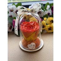 Естествена вечна роза в PVC купол W18