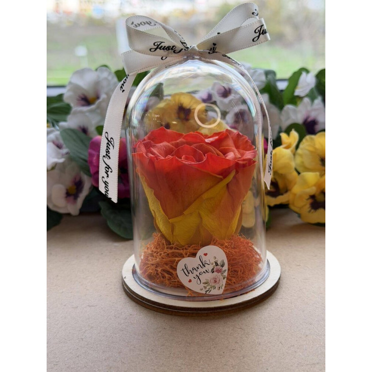 Естествена вечна роза в PVC купол W18