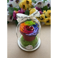 Естествена вечна роза в PVC купол W21