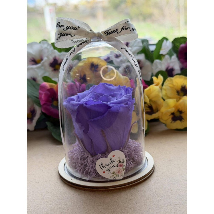 Естествена вечна роза в PVC купол W24