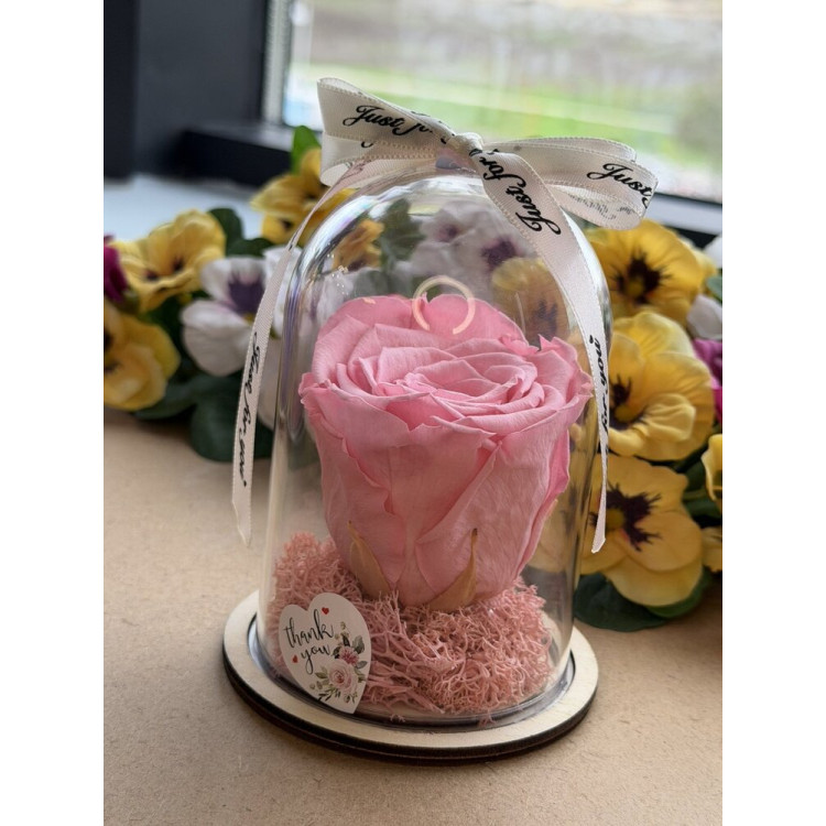 Естествена вечна роза в PVC купол W26