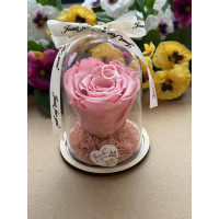 Естествена вечна роза в PVC купол W26