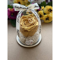 Естествена вечна роза в PVC купол W29