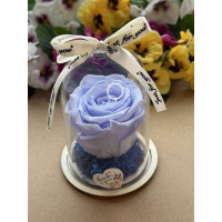 Естествена вечна роза в PVC купол W31