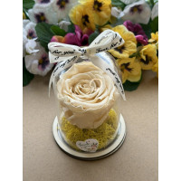 Естествена вечна роза в PVC купол W33