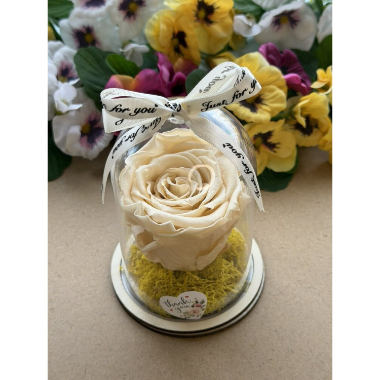 Естествена вечна роза в PVC купол W33