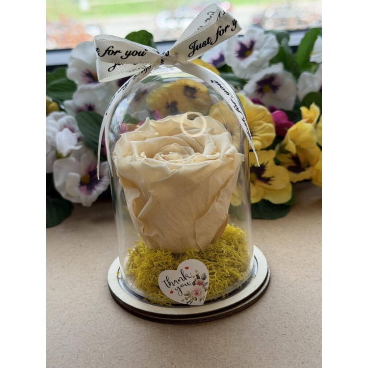 Естествена вечна роза в PVC купол W33