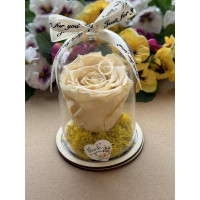 Естествена вечна роза в PVC купол W33